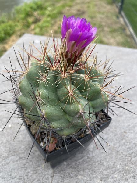 Thelocactus bicolor